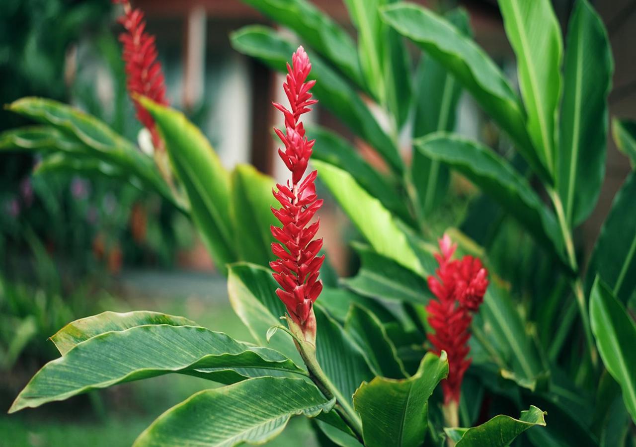 Hotel Eco Arenal La Fortuna Kültér fotó