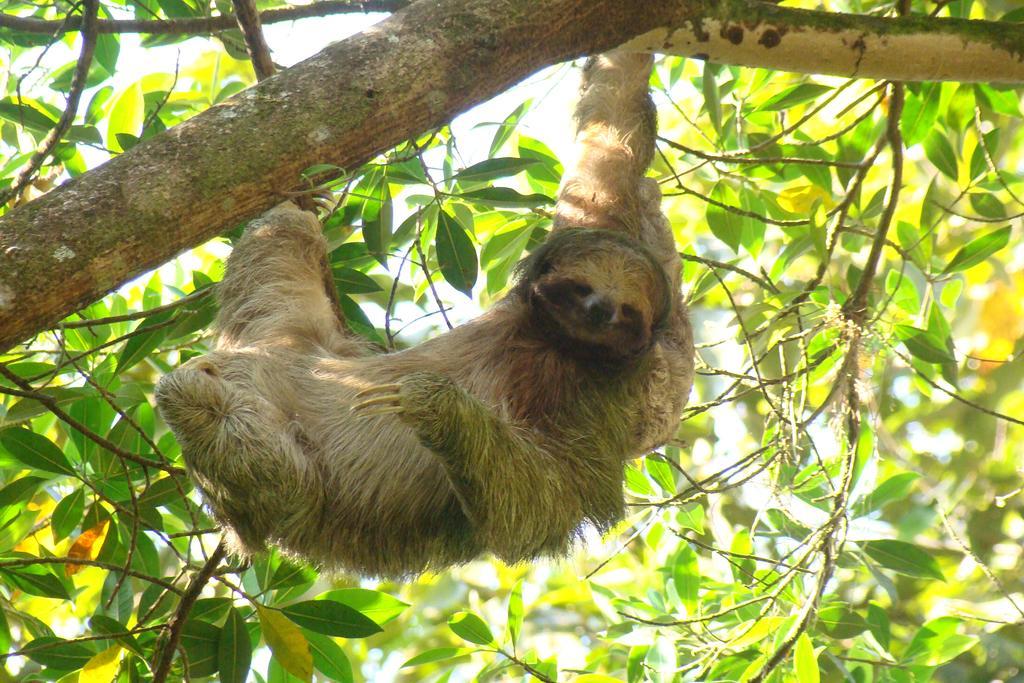 Hotel Eco Arenal La Fortuna Kültér fotó